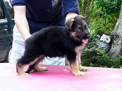 訓練犬
