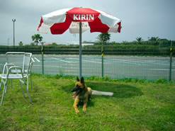 訓練犬