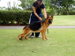 訓練犬