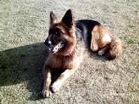 訓練犬
