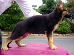 訓練犬