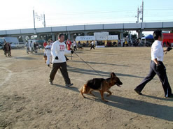 訓練犬