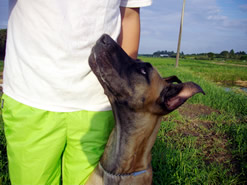 訓練犬