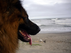 訓練犬